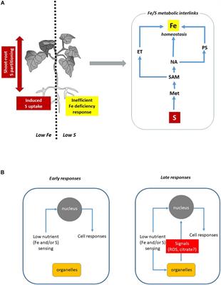 Interaction Between Sulfur and Iron in Plants